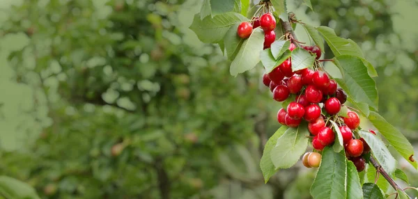 Tiro macro sobre cerezas rojas en el jardín de verano. — Foto de Stock