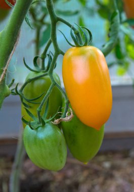 Dalda büyüyen sarı domatesler..