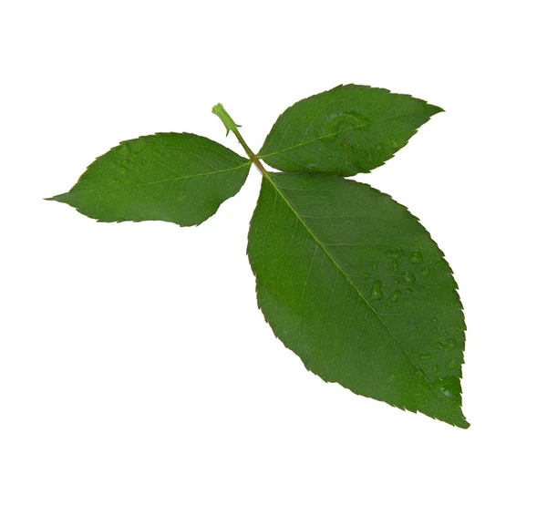 Grönt blad isolerad på vit bakgrund. Naturbakgrund. — Stockfoto