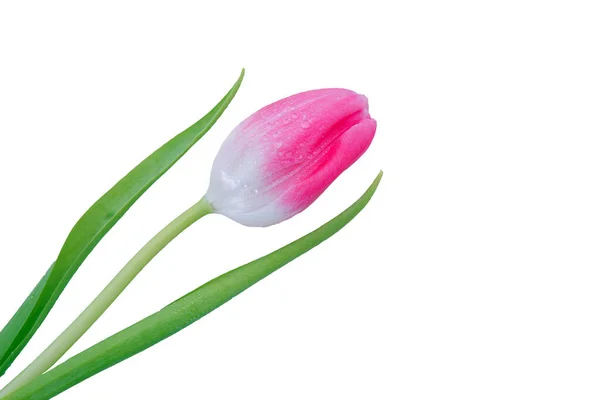 Różowy tulipan z kroplami wody izolowane na białym tle. — Zdjęcie stockowe