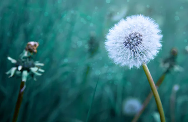 Macro shot on dandelion flower isolated on green. — Stock Photo, Image