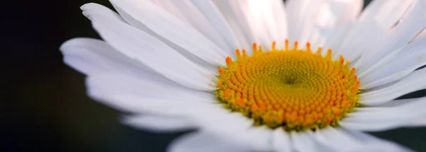 Makro Skott av vit tusensköna blomma i solnedgången ljus. — Stockfoto