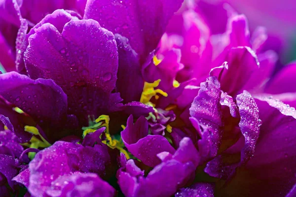 Macro foto van paarse pioen.. — Stockfoto