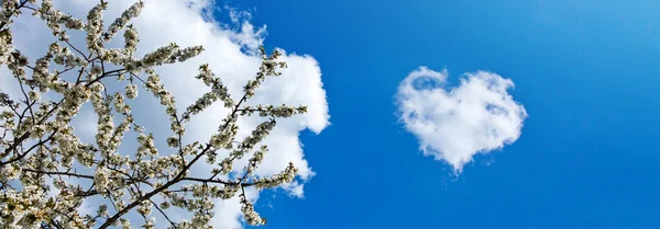 Flowers of the cherry blossoms isolated on blue sky . — Stock Photo, Image