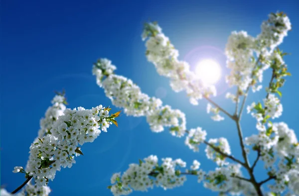 Fiori dei fiori di ciliegio e luce del sole . — Foto Stock
