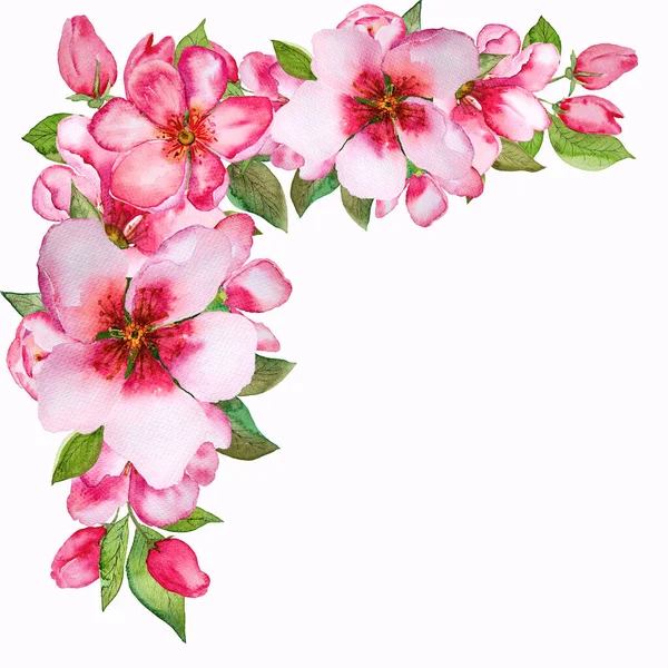 Υδατογραφία ροζ άνθη που απομονώνονται σε λευκό φόντο. — Φωτογραφία Αρχείου