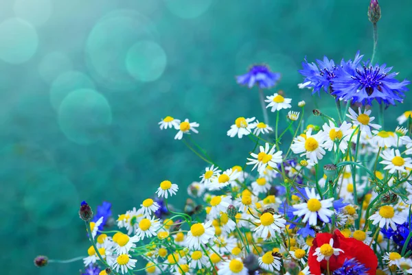 Buquê de flores silvestres com margaridas e flores de milho. — Fotografia de Stock