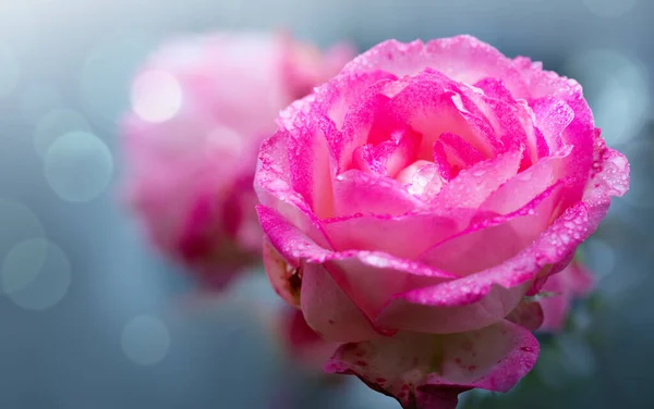 Hermosa rosa rosa aislada sobre fondo gris . —  Fotos de Stock