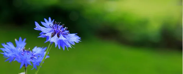 Flores de milho azuis na luz solar brilhante . — Fotografia de Stock