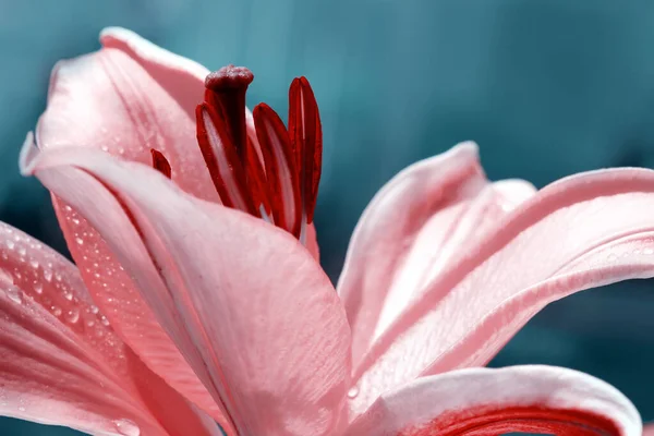 Close up of pink oriental lily with water drops. — Stock Photo, Image