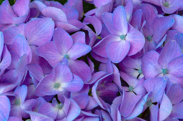 Close up of a group blue hydrangea flowers. — Stock Photo, Image