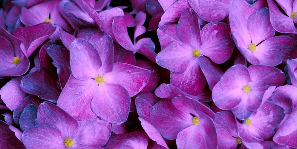 Közelről egy lila hortenzia virágok. — Stock Fotó