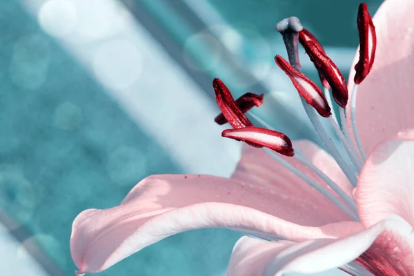 Primer plano de lirio oriental rosa con gotas de agua . — Foto de Stock