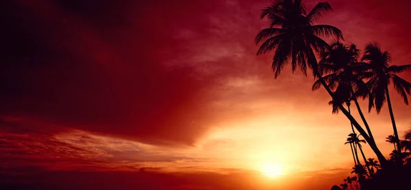 Palmen und roter Himmel mit Sonnenlicht. Sonnenuntergang an der Karibik. — Stockfoto