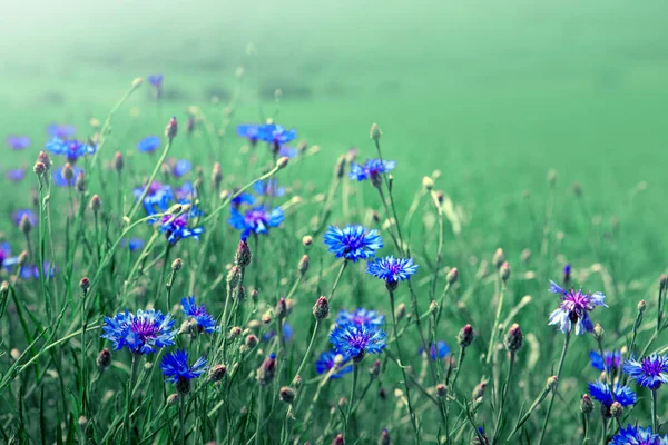 Paisagem de verão com flores de milho selvagens no dia de verão . — Fotografia de Stock