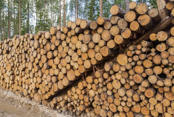 Opslag van hout voor verwerking. — Stockfoto