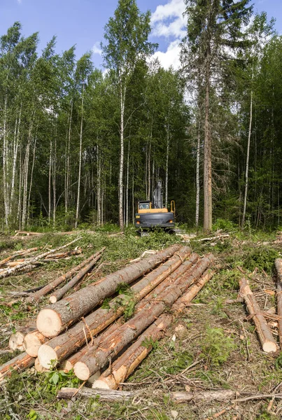 Felling in the forest Stock Photo