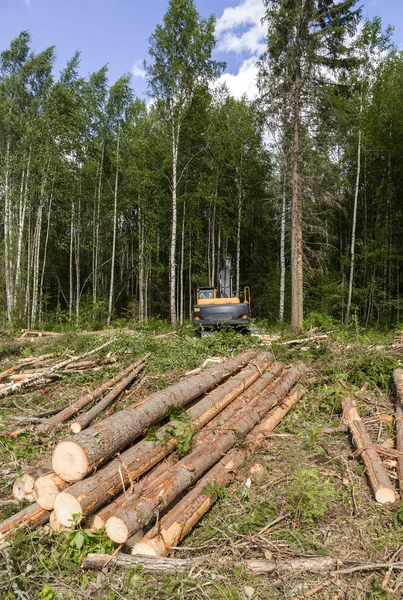 L'abattage dans la forêt Photo De Stock