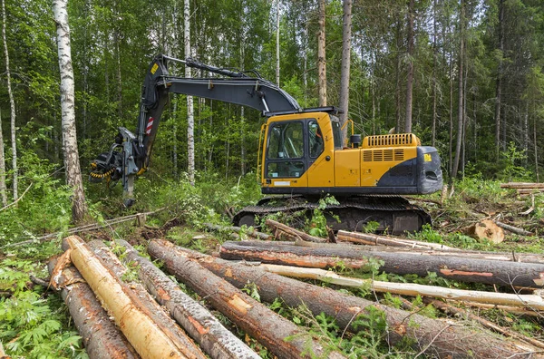 Felling in the forest Stock Image