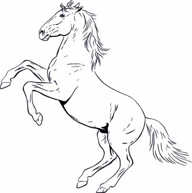 Kontür at yetiştirme