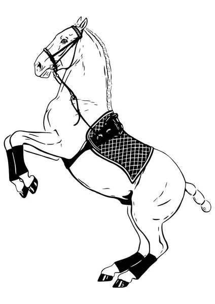 Horse performing levade — Stock Vector