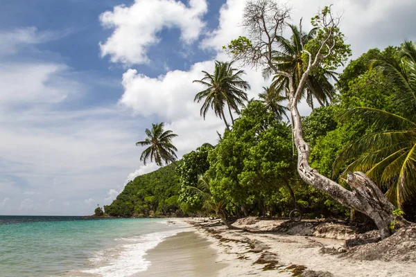 Alter Strand Der Vorsehung Der Karibik Kokospalmen Und Klares Wasser Stockfoto