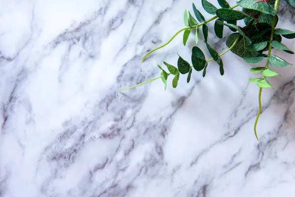 Işık yüzeyde küçük yeşil bitki