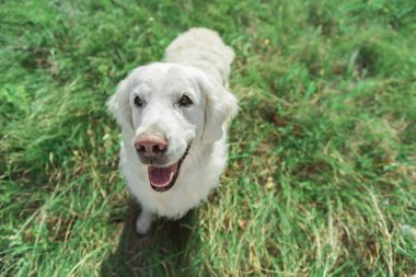Çayır üzerinde oynayan mutlu köpek