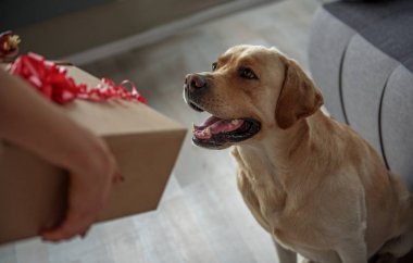 Neşeli labrador kadın hediye arıyorsunuz