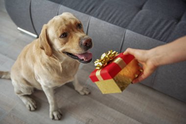Neşeli labrador kadın şu anda arıyorum