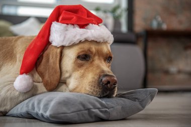 Sakin köpek minder üzerinde dinlenme