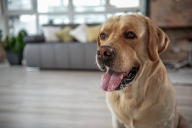 Giden köpek evinde diyorum