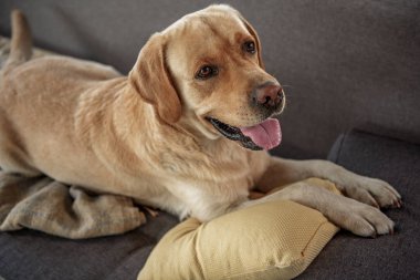 Koltukta istirahat giden hayvan yoldaşı