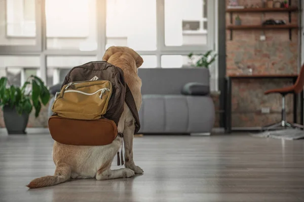 Labrador con equipaje situado en habitación — Foto de Stock