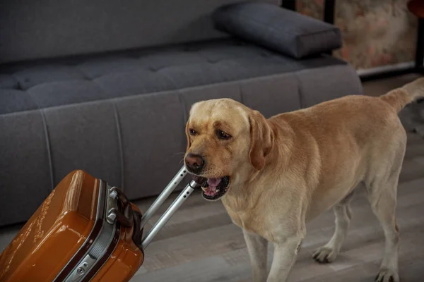 Happy dog having fun with baggage — Stock Photo, Image