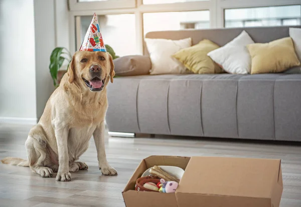 Feliz perro celebrando cumpleaños en casa — Foto de Stock