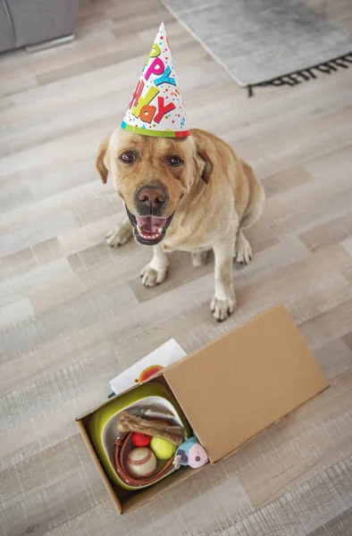 Labrador feliz situando perto de presentes — Fotografia de Stock