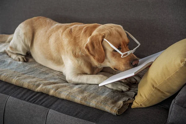 Livro de leitura de animais de estimação inteligente no sofá — Fotografia de Stock
