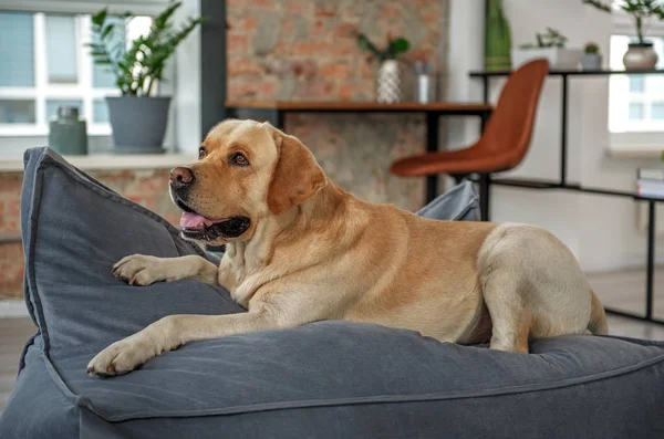 Bonito perro acostado en un cómodo sofá — Foto de Stock