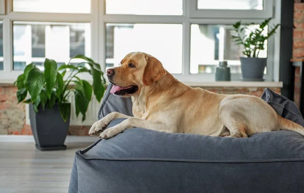 Amablemente animal apoyado en el sofá — Foto de Stock