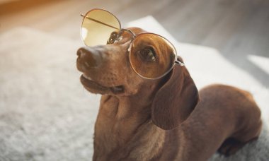Katta gözlüklü canlı dachshund köpek