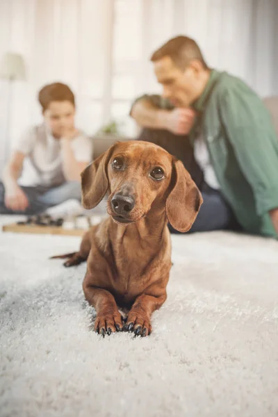 Bastante perro salchicha descansando en el suelo cerca de hombre y niño — Foto de Stock