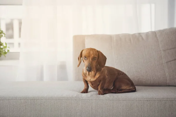 Noble perro salchicha de cuerpo largo sentado en el sofá — Foto de Stock