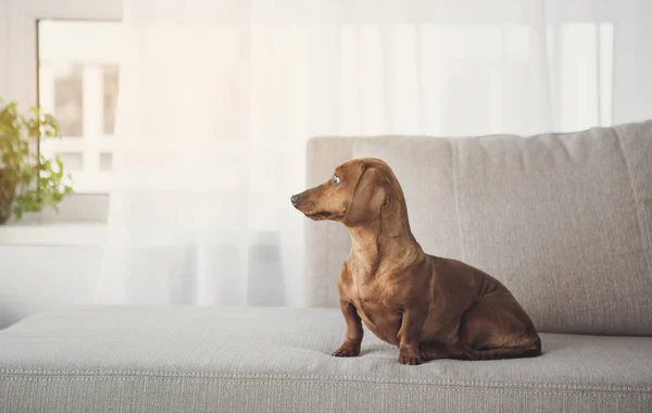 Bastante marrón perro pequeño en el sofá — Foto de Stock