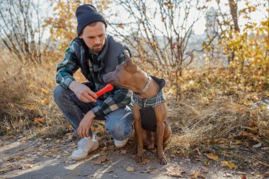 Sahibi Thai Ridgeback stok fotoğrafına parlak bir oyuncak öneriyor.