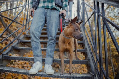 Adam elinde köpek maması fotoğrafıyla merdivenlerden iniyor.