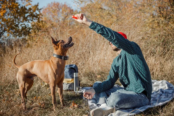 Nuevo juguete para mi perro favorito stock foto — Foto de Stock