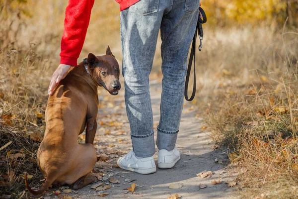 Chien assis sur le chemin et l'homme le touchant photo de stock — Photo