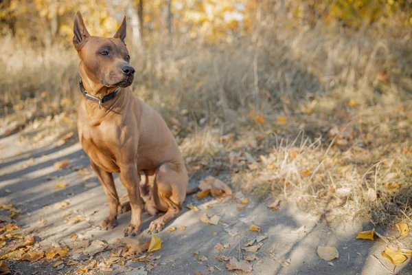 Nádherný pes na podzim lesa stock fotografie — Stock fotografie