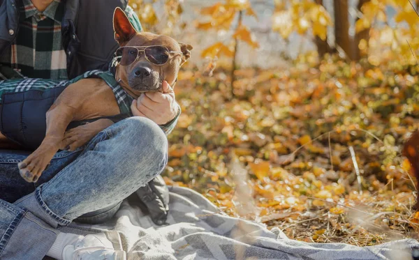 Lustiger Hund mit Brille sieht niedlich aus — Stockfoto